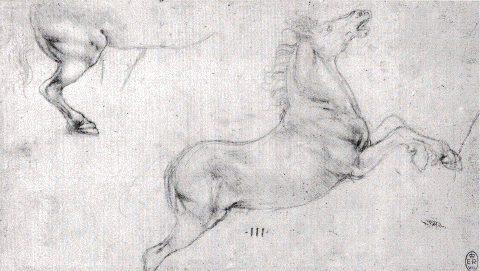 etude de cheval