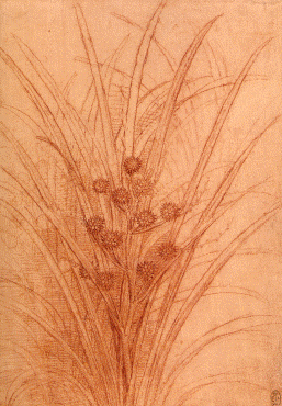 tude de plante aquatique pour Leda