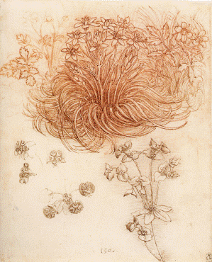 tudes de plantes (en haut)