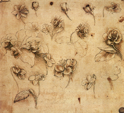 Vers 1485 - Etude de fleurs